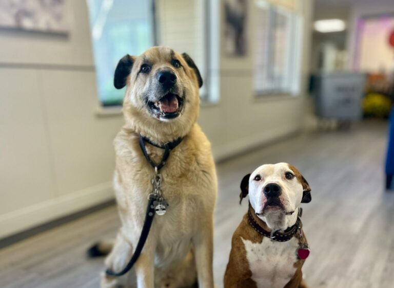 The Benefits of Pet Therapy in a CCRC
